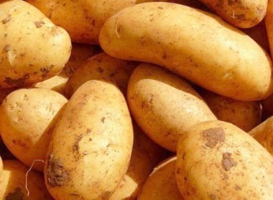 Ovidiu-Constanţa, pe harta zonelor unde se cultivă cartofi timpurii